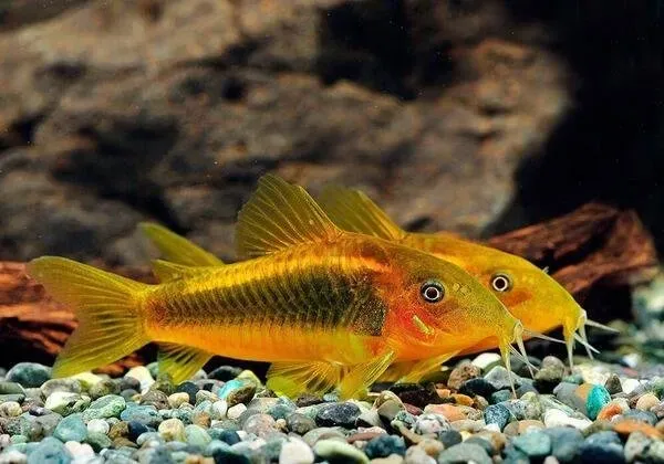 Näsets Ciklidhobby Goldstripe pansarmal 7–8 cm stimfisk