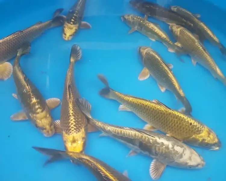 Näsets Ciklidhobby Ghost Cyprinus Koi dammfisk