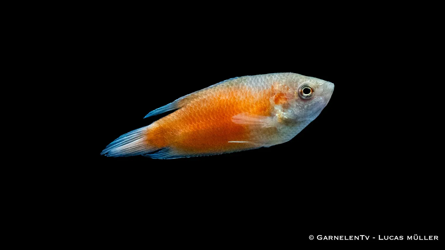 Garnelen TV Extra Röd makropod akvariefisk par