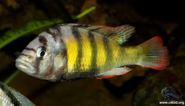 Näsets Ciklidhobby Haplochromis Thick Skin ciklid 4-5cm
