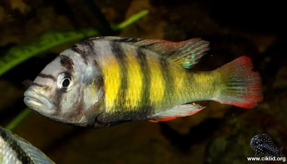 Näsets Ciklidhobby Haplochromis Thick Skin ciklid 4-5cm