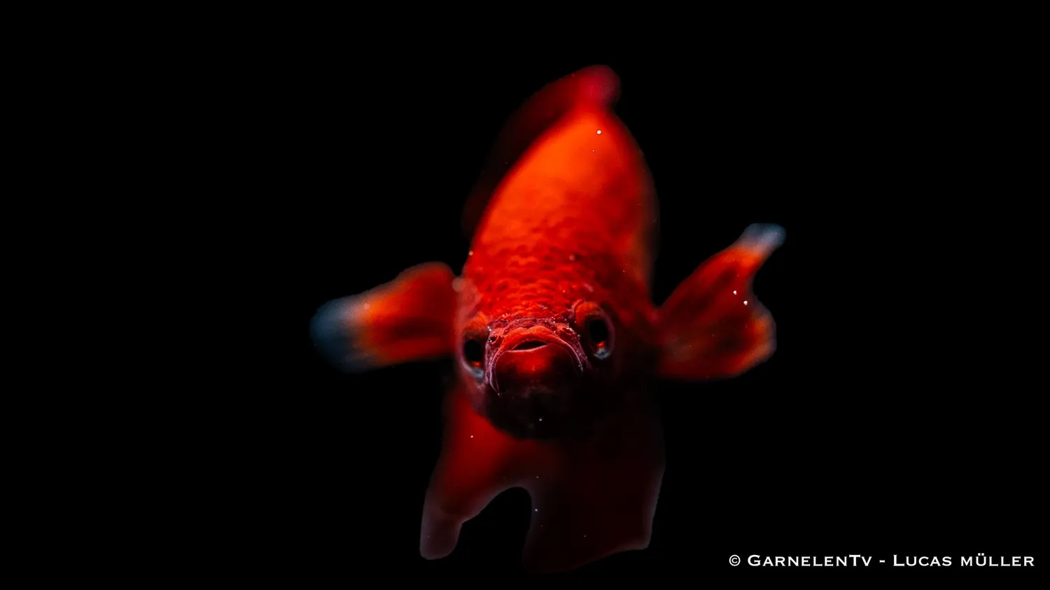 Garnelen TV Betta splendens kampfisk hane kortfenad