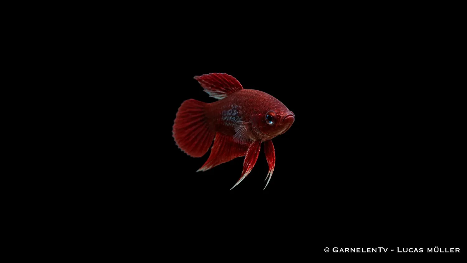 Garnelen TV Betta claret kampfisk 7 cm vinröd