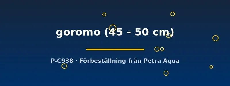 Näsets Ciklidhobby koi goromo koifisk 45–50 cm stor
