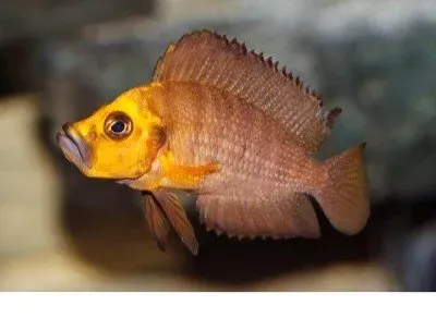 Näsets Ciklidhobby Altolamprologus compressiceps Titcha Mandarin ciklid