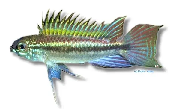 Apistogramma bitaeniata peru blue dvärgciklid XL blå