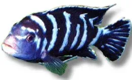 Näsets Ciklidhobby Pseudotropheus demasoni ciklid 3-4cm blårandig