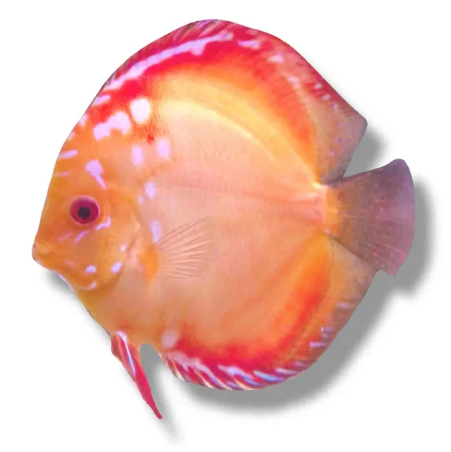 Näsets Ciklidhobby Discus Pigeon Blood diskus 5–6,5 cm