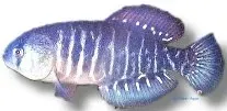 Näsets Ciklidhobby Cynolebias viarius Blue-Ban akvariefisk >4 cm
