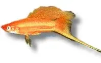 Näsets Ciklidhobby Xiphophorus helleri Red Simpson svärdbärare 4–5 cm