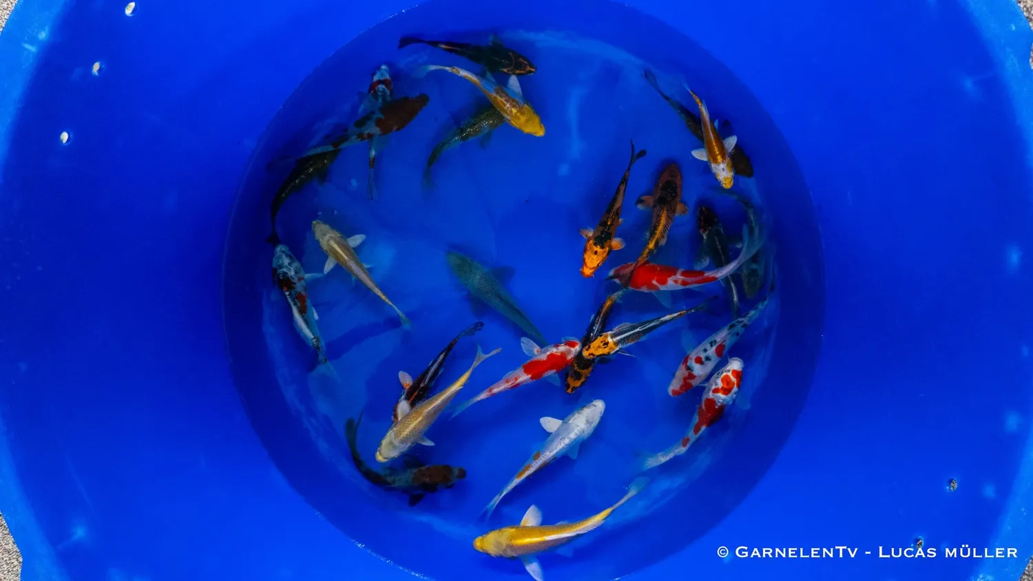 Garnelen TV Japan Koi Yamazaki Cyprinus carpio dammfisk 13-15cm