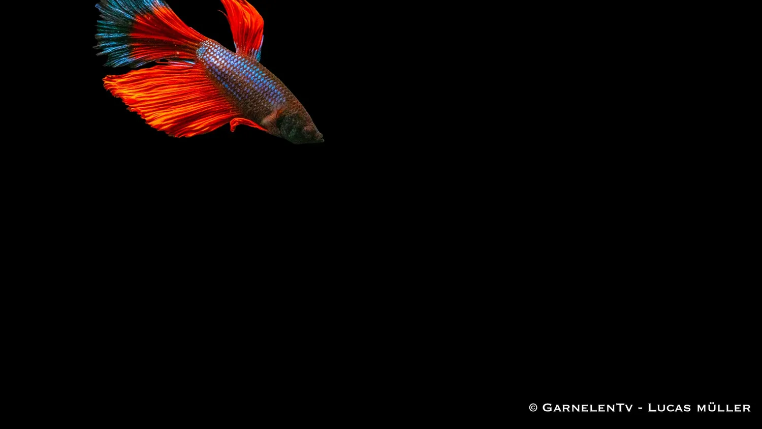 Garnelen TV Betta Super-Delta kampfisk hane territorial