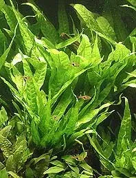 Näsets Ciklidhobby Microsorium pteropus akvarieväxt kruka