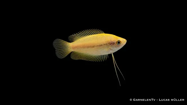 Garnelen TV Honungsgurami Gold Colisa chuna 4-5 cm