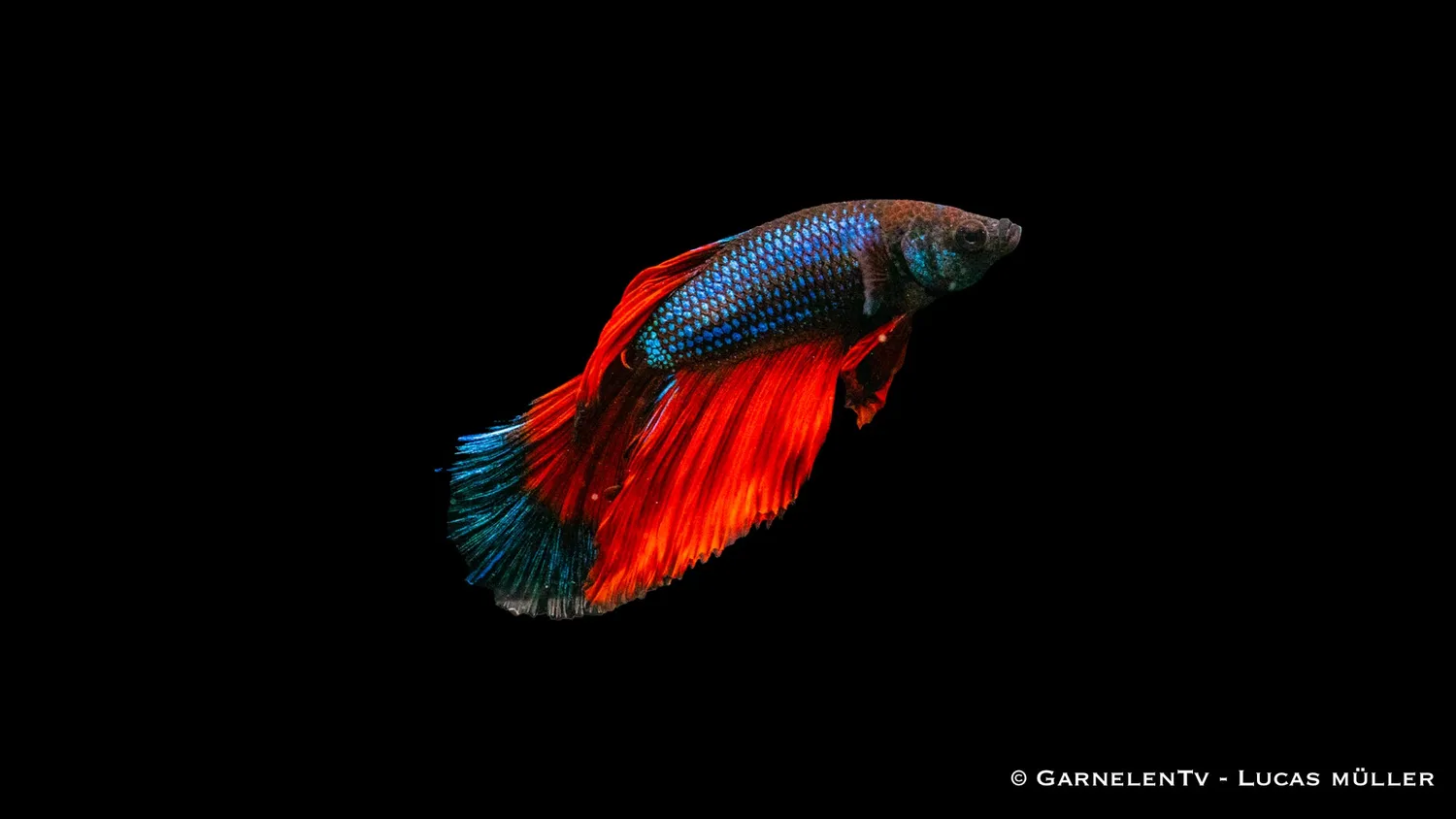 Garnelen TV Betta Super-Delta kampfisk hane territorial