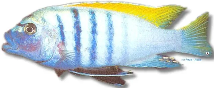 Näsets Ciklidhobby Cynotilapia Chimate Cyno ciklid 4–5 cm gul