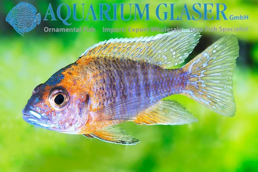 Näsets Ciklidhobby Aulonocara rubescens malawiciklid 4–6 cm