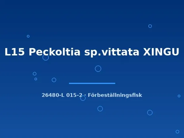 Näsets Ciklidhobby L15 Peckoltia vittata mal 6–8 cm Xingu