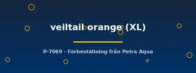 Näsets Betta veiltail orange kampfisk hane XL