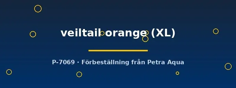 Näsets Betta veiltail orange kampfisk hane XL