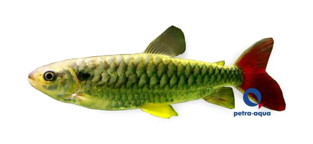 Näsets Ciklidhobby Tucan fish Chalceus erythrurus 5–6 cm