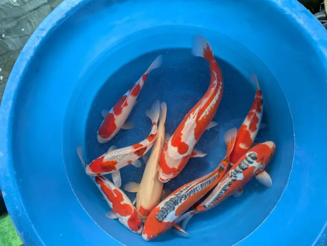 Garnelen TV Japan Koi Hosokai dammfisk 40–45 cm showkvalitet