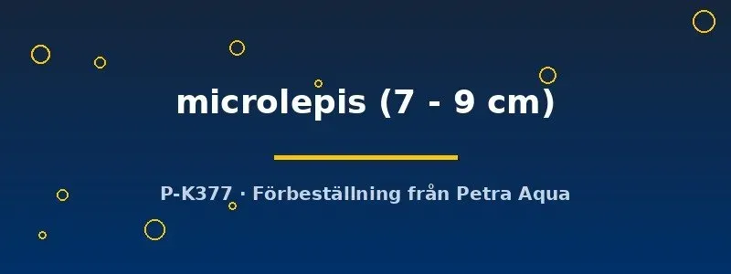 Näsets Cynoglossus microlepis tungfisk 7–9 cm botten