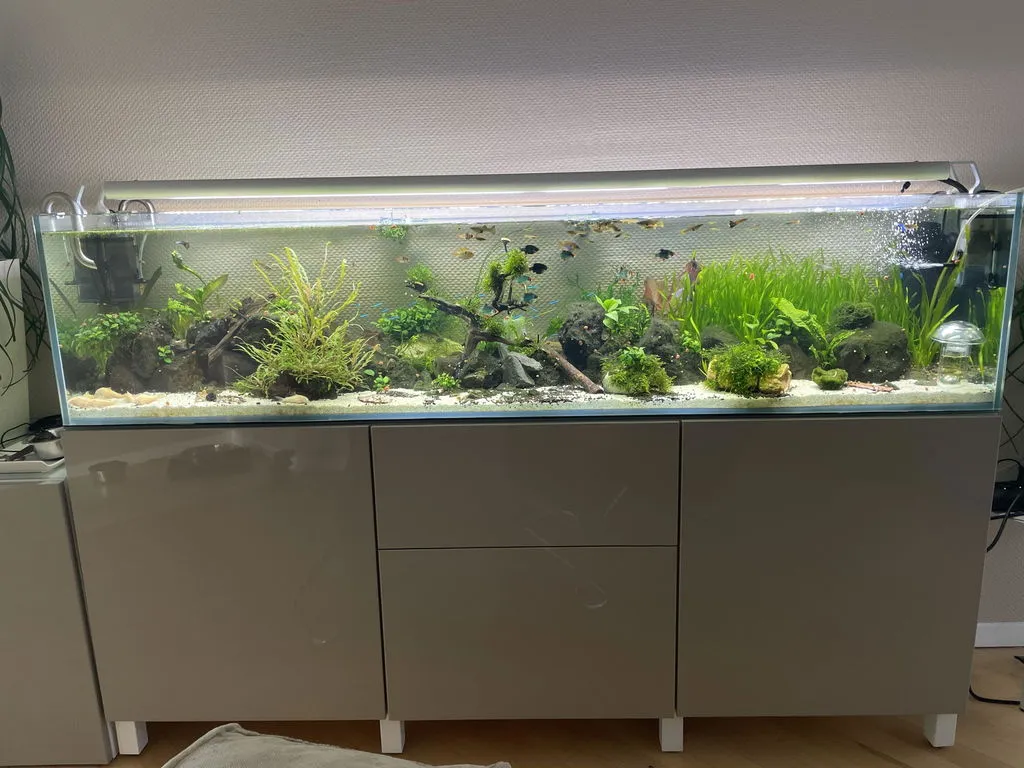 Garnelen TV Smaragdbärbling stimfisk Microdevario kubotai