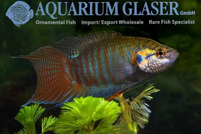 Näsets Ciklidhobby Macropodus opercularis akvariefisk FIRE ICE md