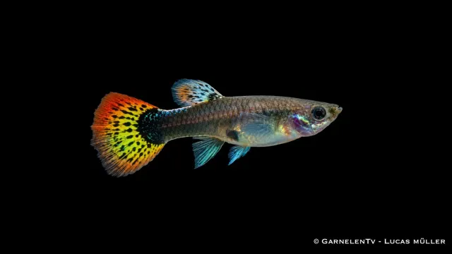 Garnelen TV Guppy hona multicolor akvariefisk