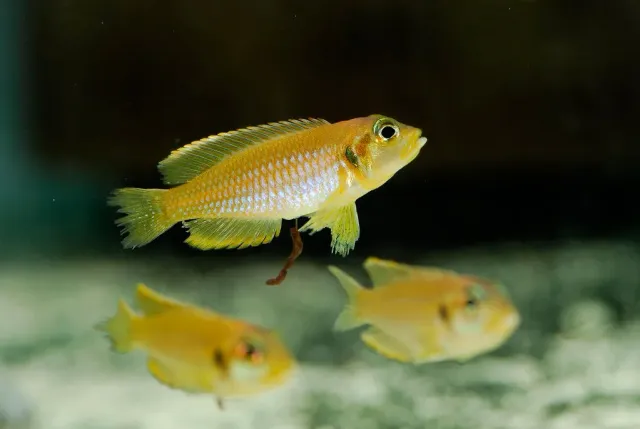 Lamprologus Ocellatus Gold ciklid 5-6 cm - snäckciklid