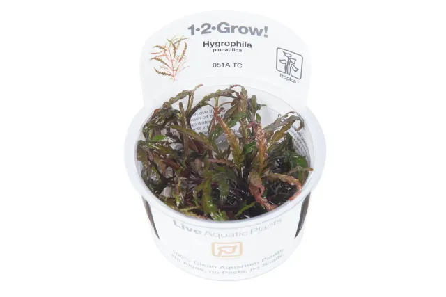 Akvarievalvet Hygrophila pinnatifida akvarieväxt flikbladig röd