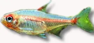 Näsets Ciklidhobby Glowlight tetra 2–2,5 cm stimfisk