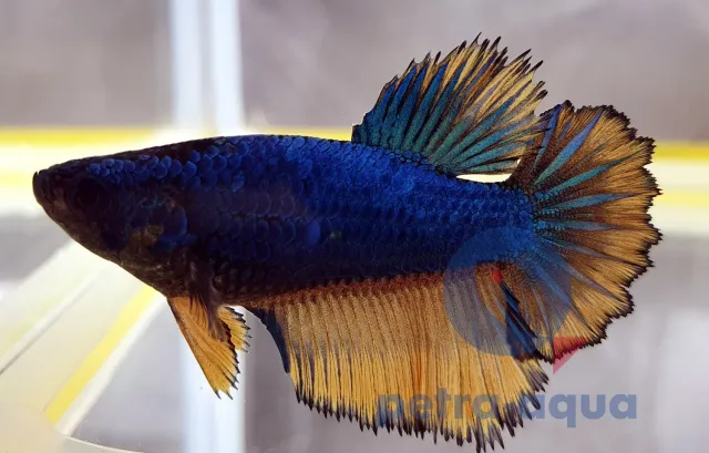 Näsets Ciklidhobby Betta spl. Halfmoon Mustard XL kampfisk hona