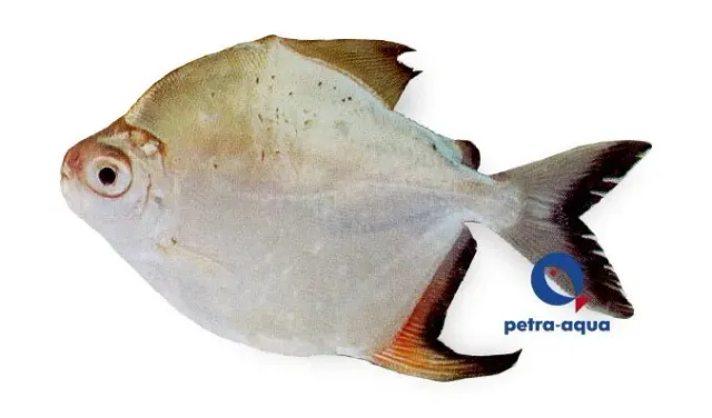 Näsets Ciklidhobby Myleus torquatus stimfisk 4–5 cm stor