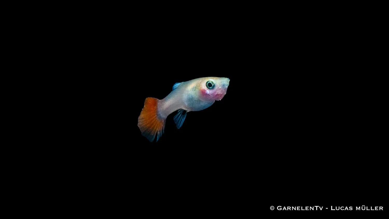 Garnelen TV Dragon Platinum guppy hona