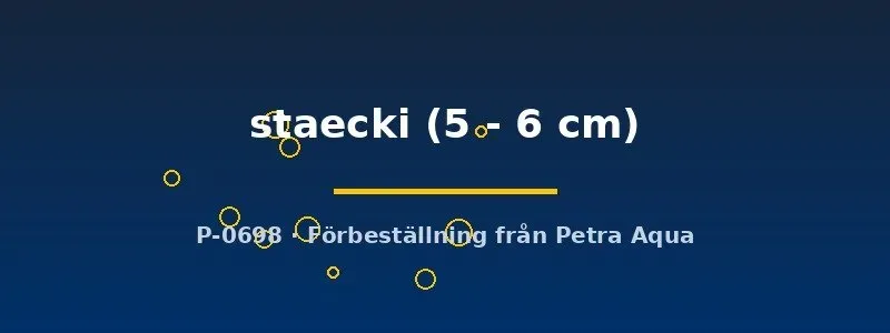 Näsets Ciklidhobby Lamprologus staecki ciklid 5–6 cm Tanganyika
