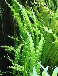 Näsets Ciklidhobby Aponogeton crispus akvarieväxt kruka