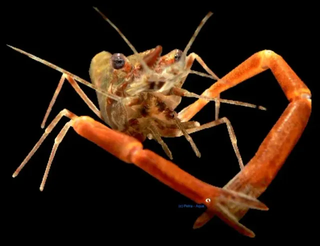 Macrobrachium dayanum sötvattensräka 2–4 cm