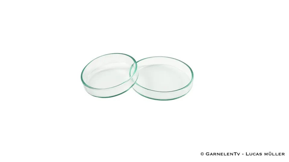 Garnelen TV matskål glas räkor liten 5 cm