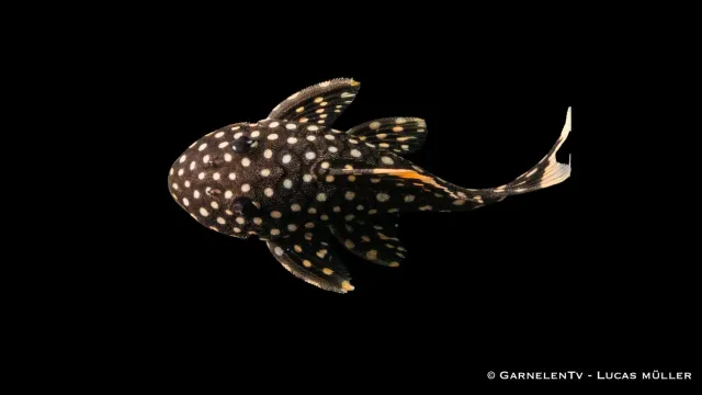Garnelen TV L177 Baryancistrus xanthellus mal 6-8 cm gulsöm