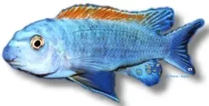 Näsets Ciklidhobby Labeotropheus trewavasae Red-Top ciklid XL