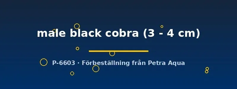 Näsets Ciklidhobby Black Cobra guppyhane 3–4 cm svart