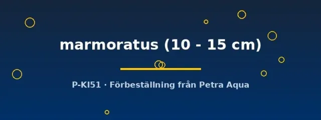 Näsets Ciklidhobby Synbranchus marmoratus ålfisk 10–15 cm rovdjur