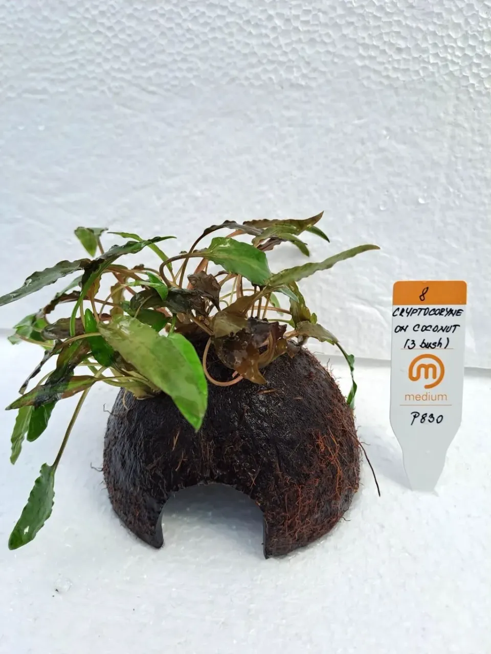 Cryptocoryne on coconut akvarieväxt 3 bush