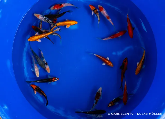 Garnelen TV Koi Cyprinus carpio dammfisk 12-15 cm