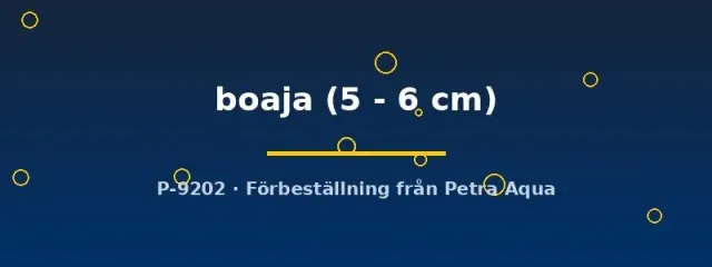 Näsets Ciklidhobby Doryichtys boaja 5-6 cm nålfisk