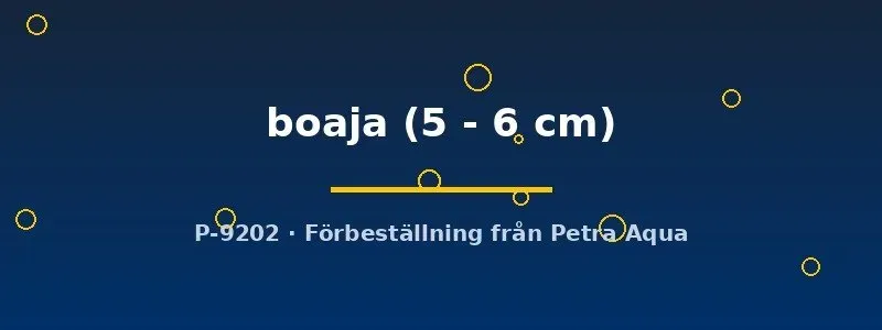 Näsets Ciklidhobby Doryichtys boaja 5-6 cm nålfisk