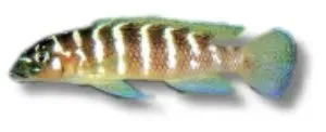 Näsets Ciklidhobby Lamprologus cylindricus akvariefisk 9-12 cm