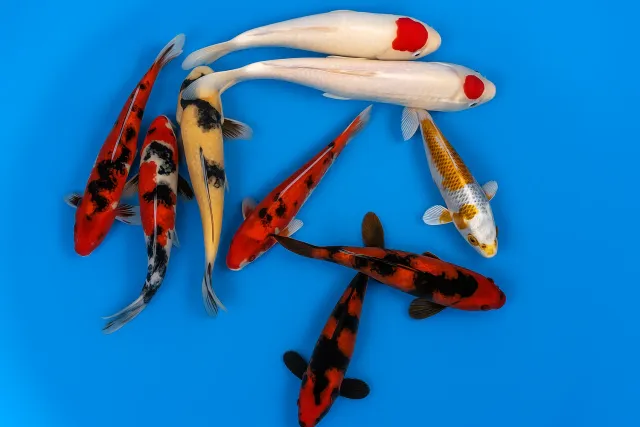 Garnelen TV Japan Koi Maruhiro dammfisk 35-40 cm premium